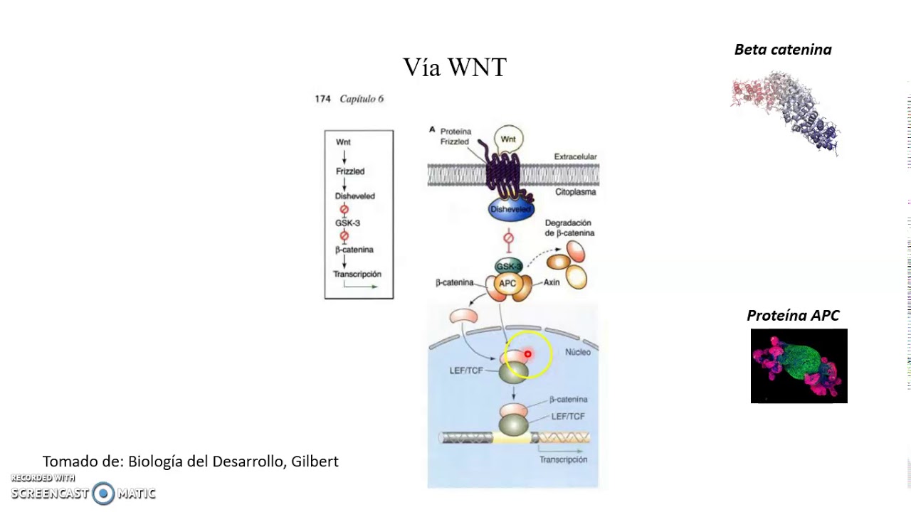 VÍA WNT, Comunicación célula-célula en el desarrollo / Wnt/β-Catenin Signaling Pathway.