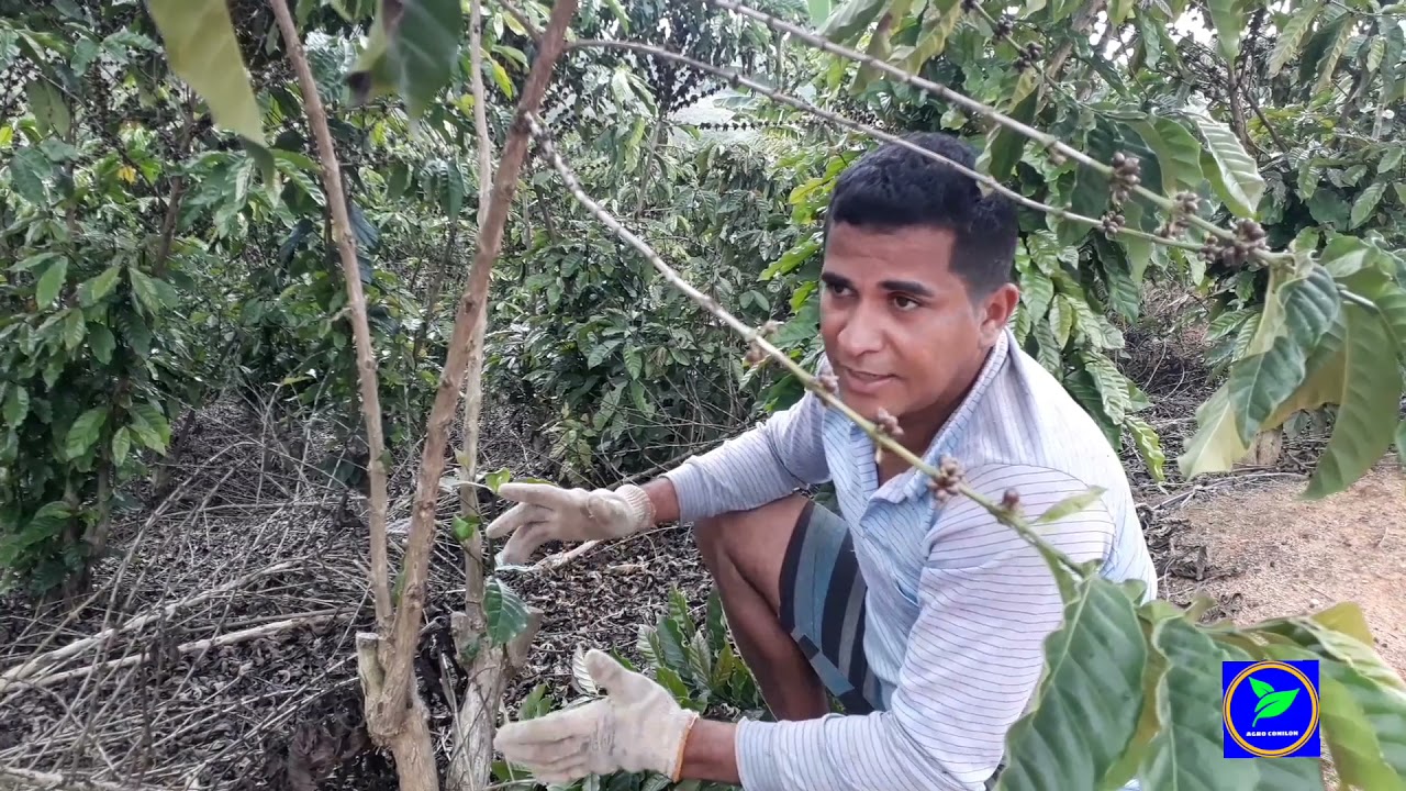 ADAOSOUZA ensinando a DESBROTA café conilon  e seleciona broto,junto com sua irmã.🌱🌱🌱