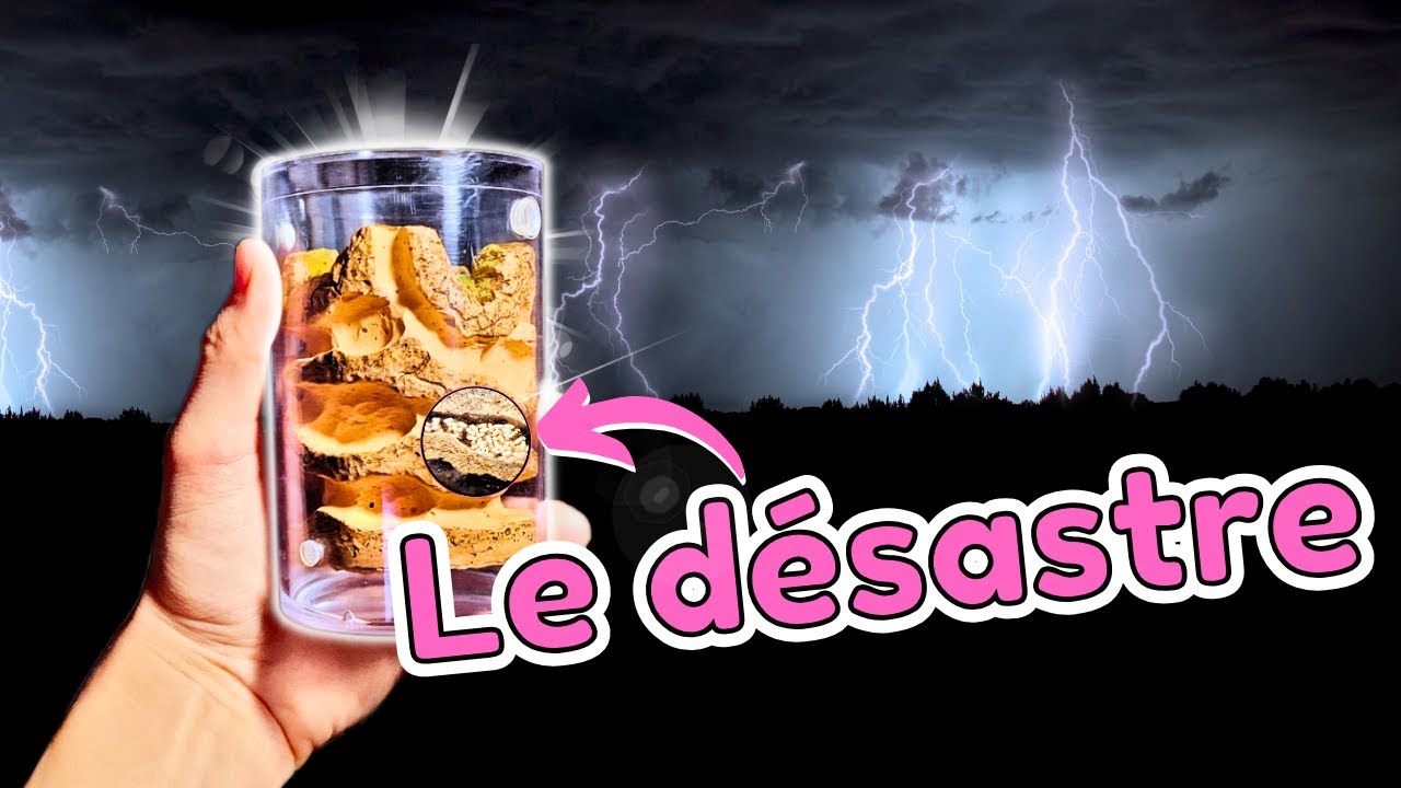 Ne JAMAIS s’occuper de ses fourmis le dimanche soir (quelle leçon…) ! (Lasius ermaginatus)