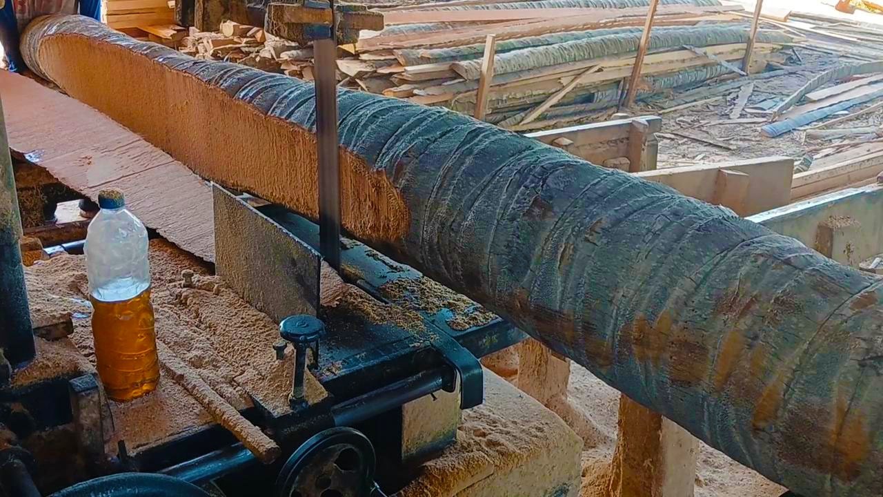 The Secret Behind Ultimate Coconut Tree Sawing Technique | Top Quality Finish