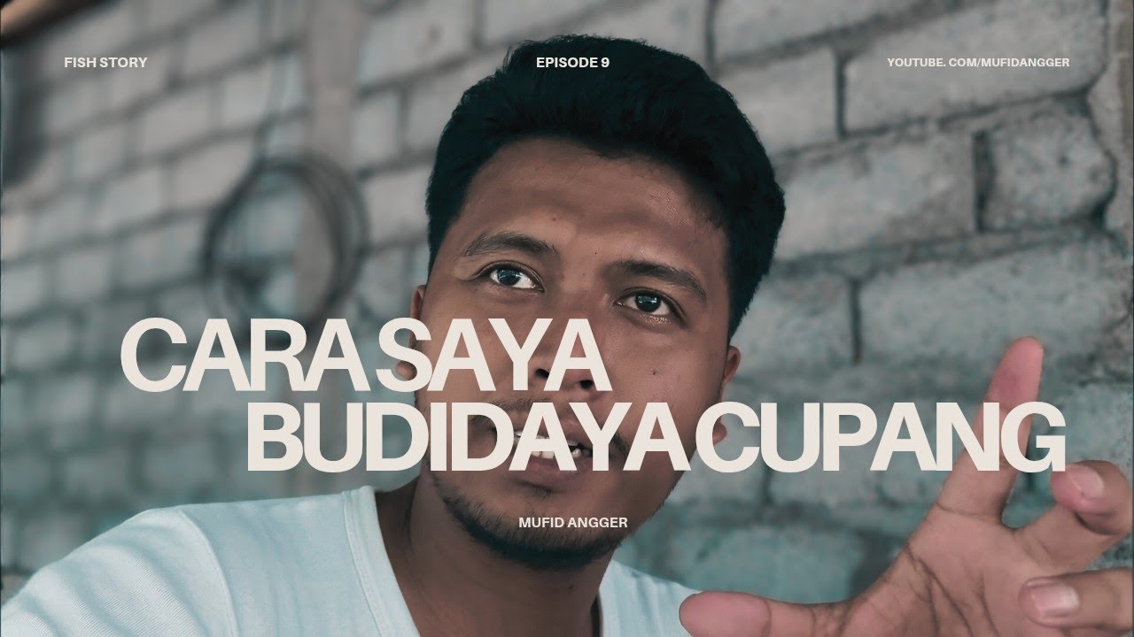 InsyaAllah Jadi Panen Cupang, Ini Cara Saya Budidaya Cupang! 
