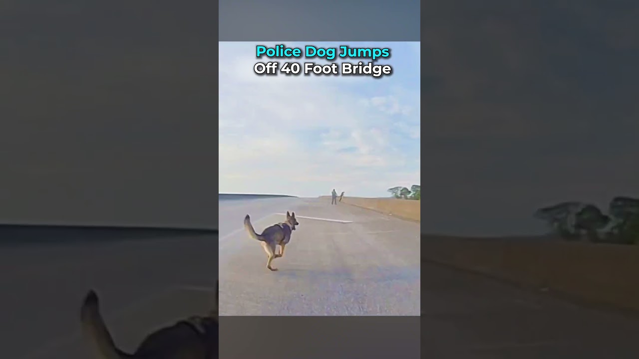 Police Dog Jumps Off 40 Foot Bridge  #bodycam #cops #police