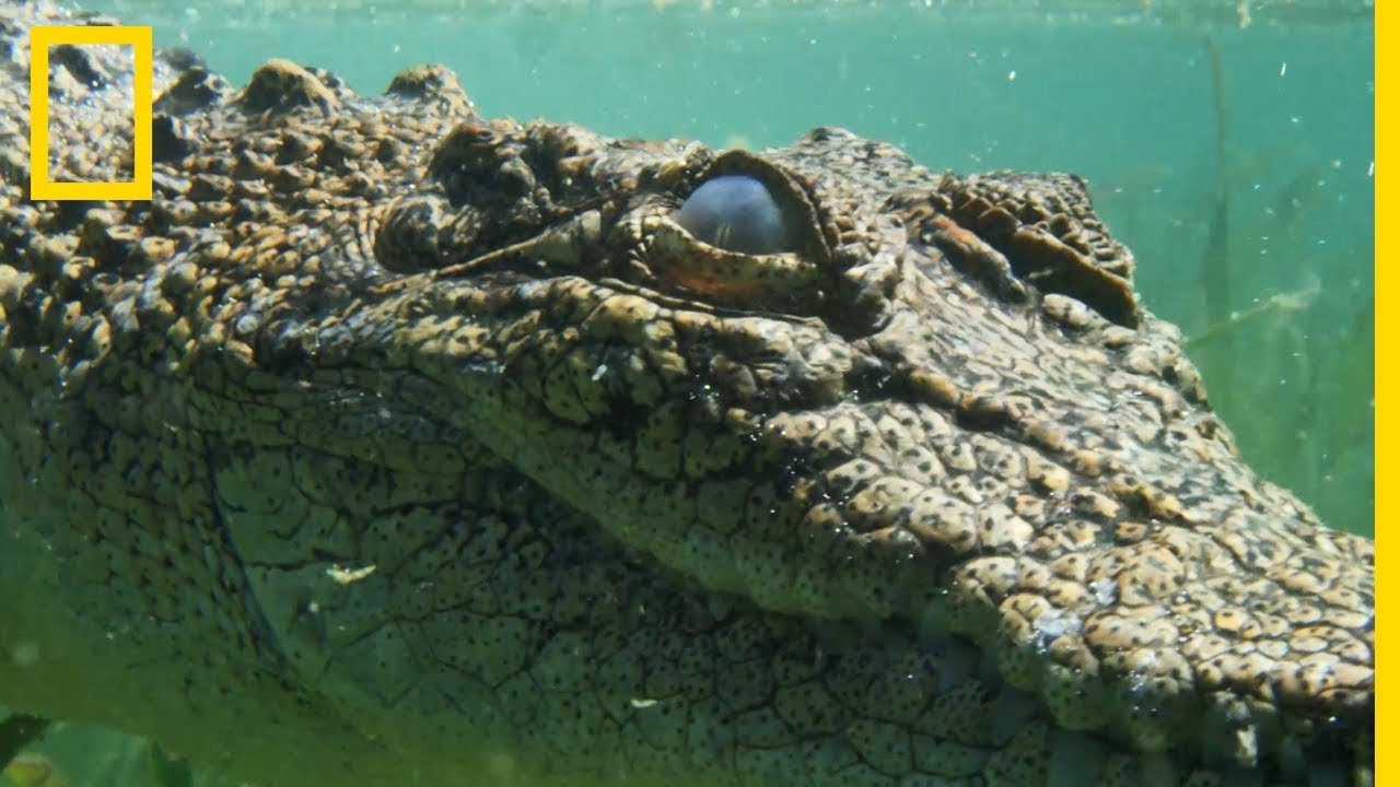 Le crocodile des mers, un super prédateur rempli de secrets