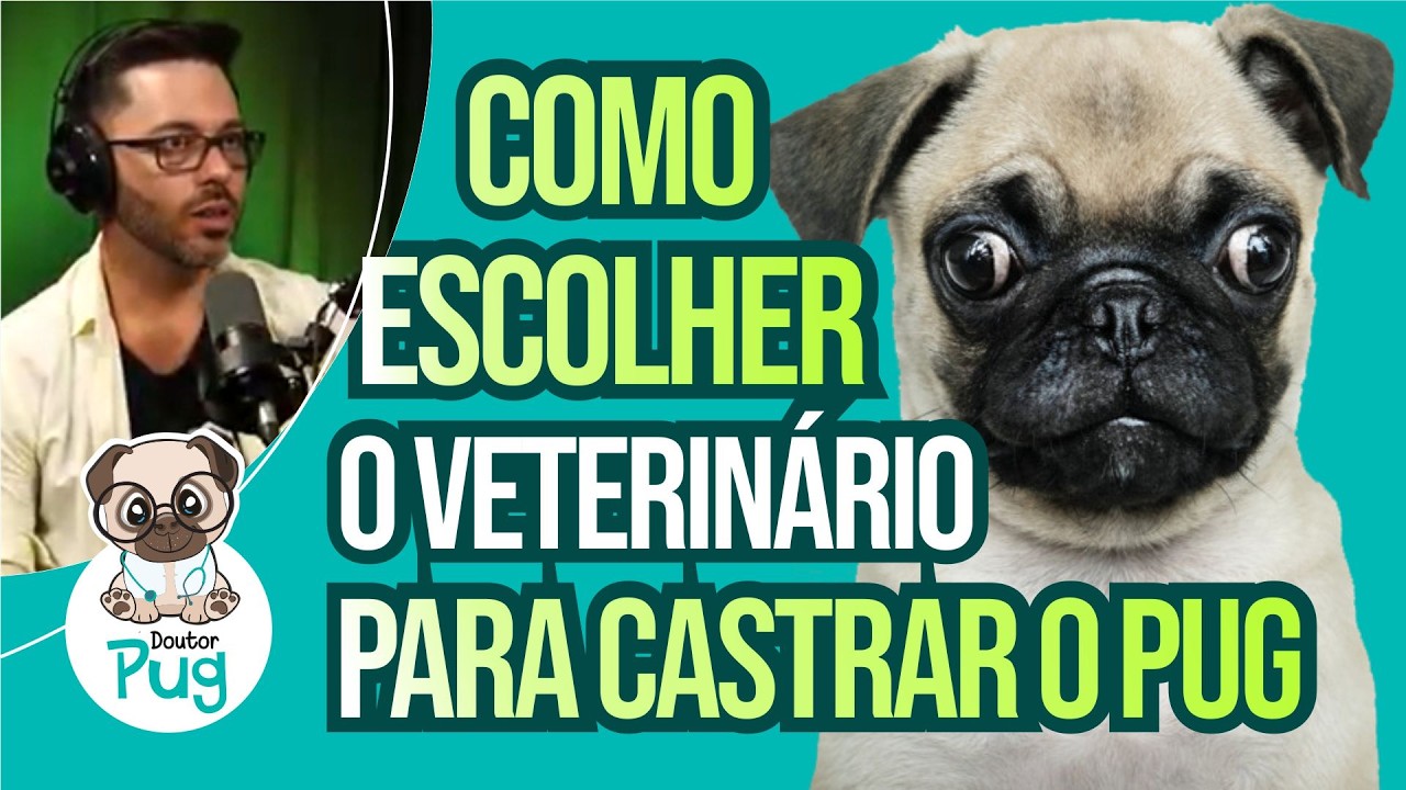 Como escolher o veterinário para castrar o Pug