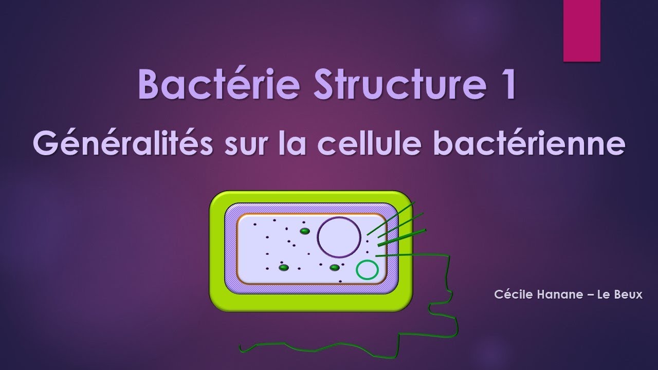 Bact&eacute;rie Structure 1 BACTERIE