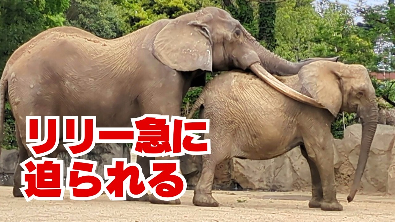 【アフリカゾウ 八木山動物公園】ベンの体調回復の兆候を見逃すな！ゾウカップルの微笑ましい仲良しタイム