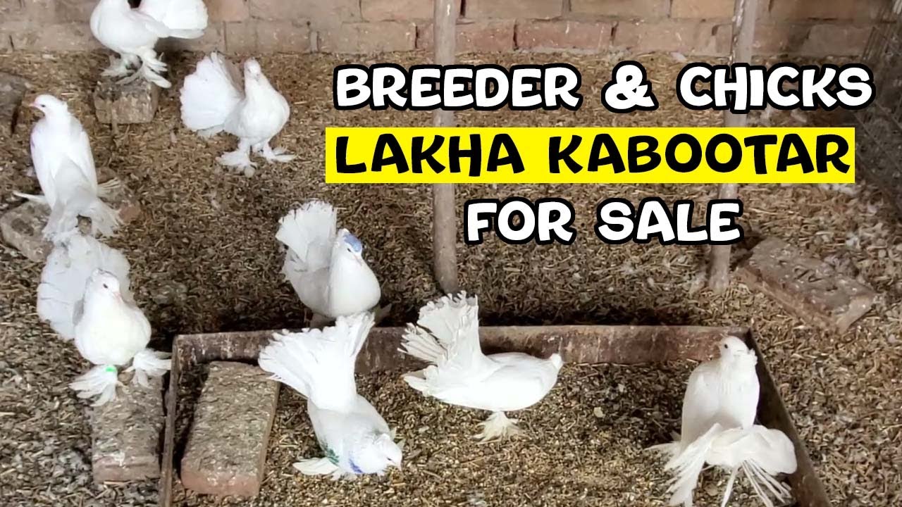 Breeder or chicks lakha kabootar for sale - WhatsApp 03007307978 [Multan Cantt]