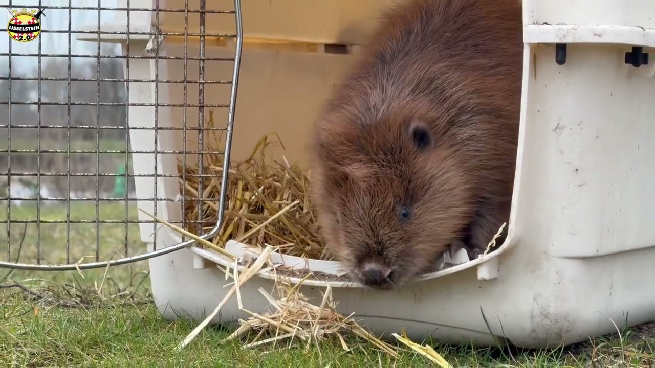 Herstelde bever keert terug in IJsselstein na zware longontsteking