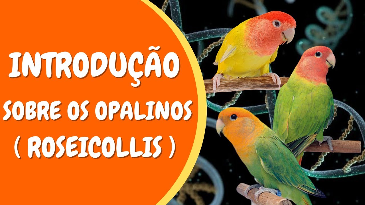 GENÉTICA DOS AGAPORNIS - Mutações (OPALINO - ROSEICOLLIS )