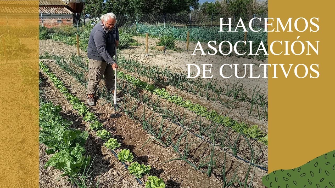 Qué es la ASOCIACIÓN de CULTIVOS