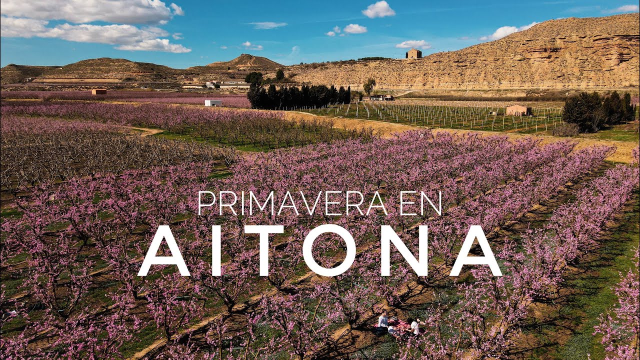 CAMPOS EN FLOR AITONA | FLORACION AITONA | QUÉ VER EN LA PROVINCIA DE LLEIDA