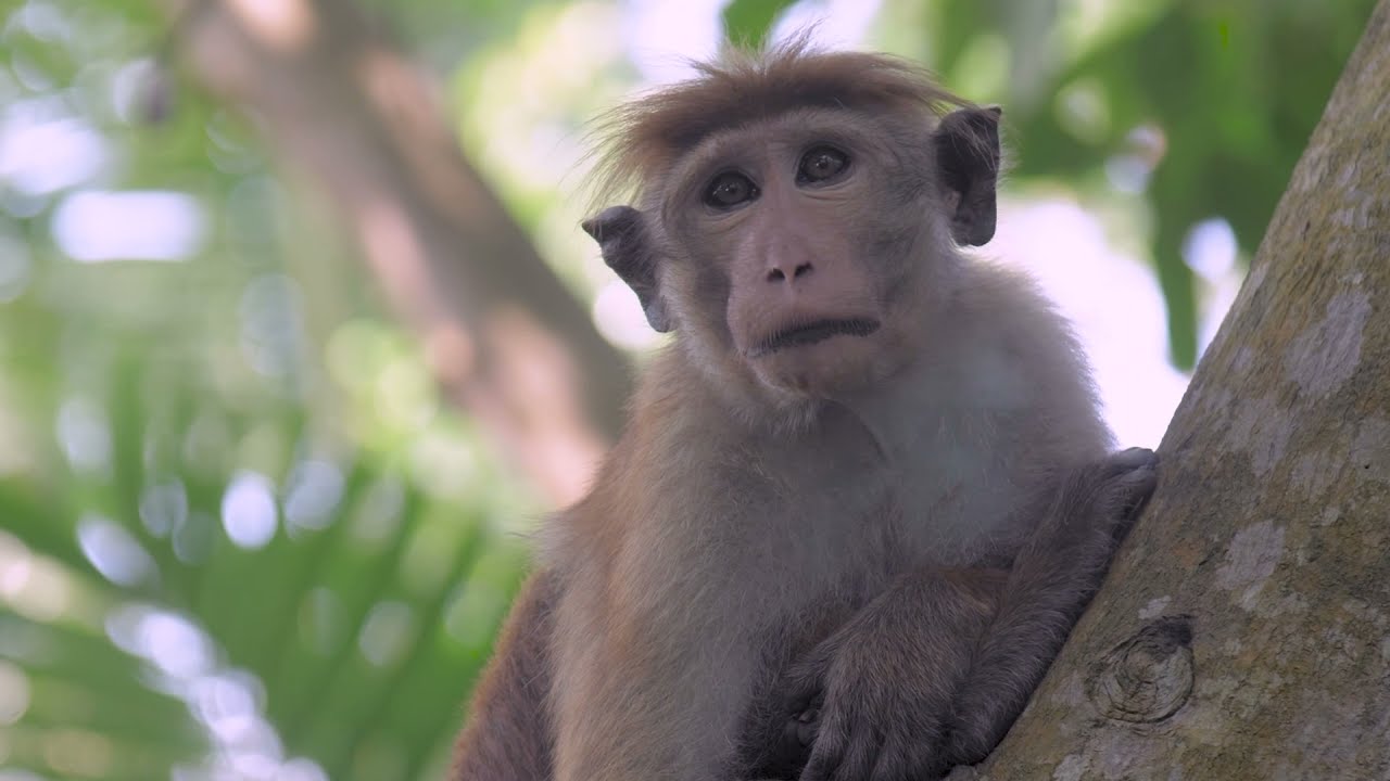Experimentaci&oacute;n Animal &iquest;Necesaria para el desarrollo cient&iacute;fico?