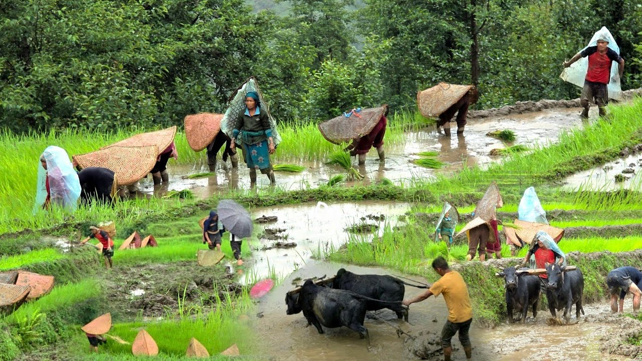 Nepali Mountain Village Life into the Rainy Season || Daily Activities of Rural Village in Nepal