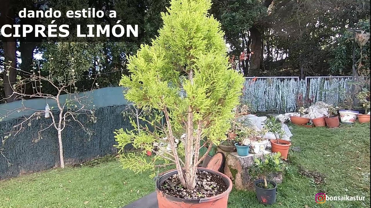 Multitronco de ciprés limón bonsai (PINO LIMÓN)