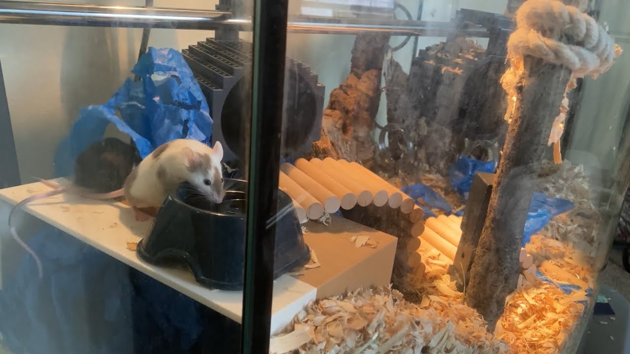 ASMR Mouse House Crinkles