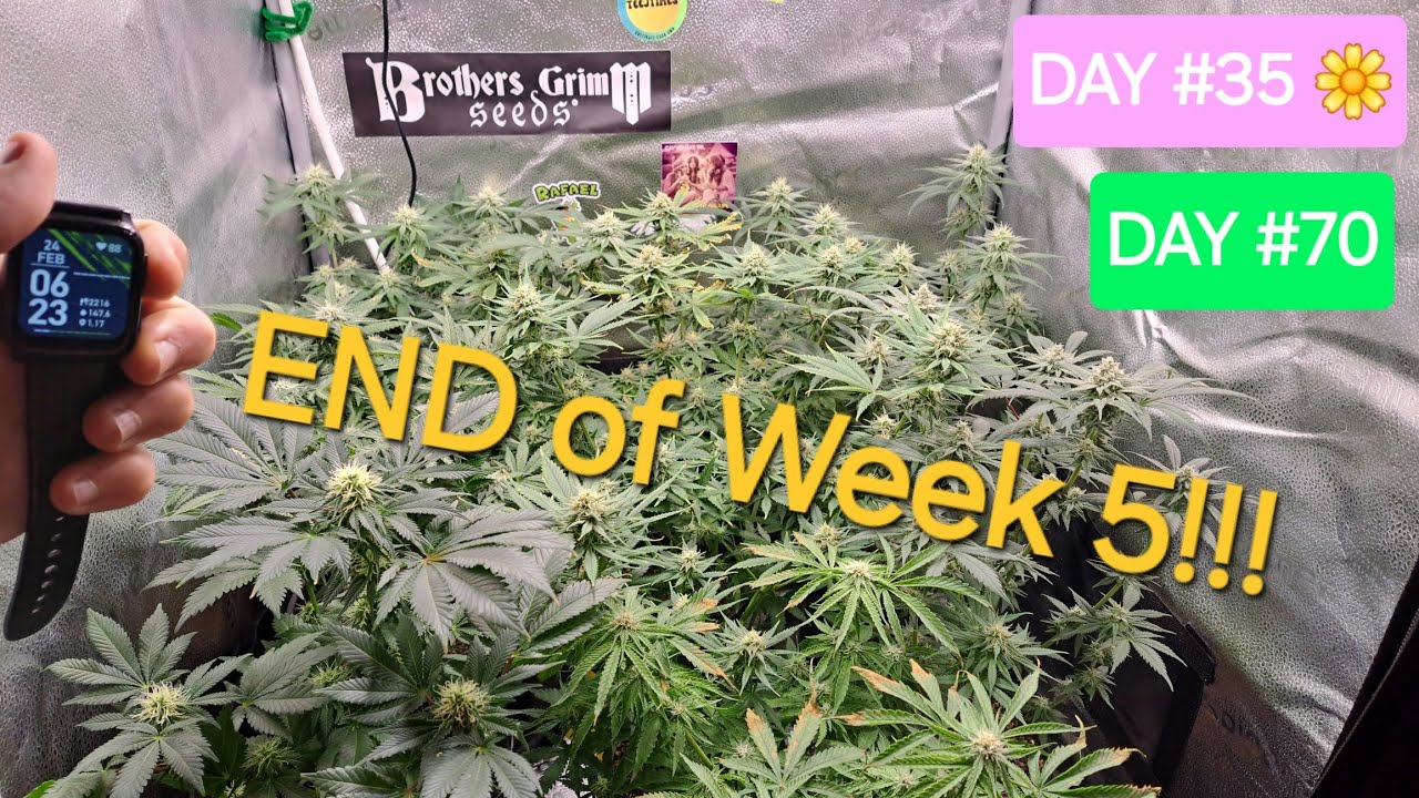 SEED TO HARVEST Flower Day 35! End of Week 5! Defoliation Day! Northern Lights x Cindy99,Space Queen