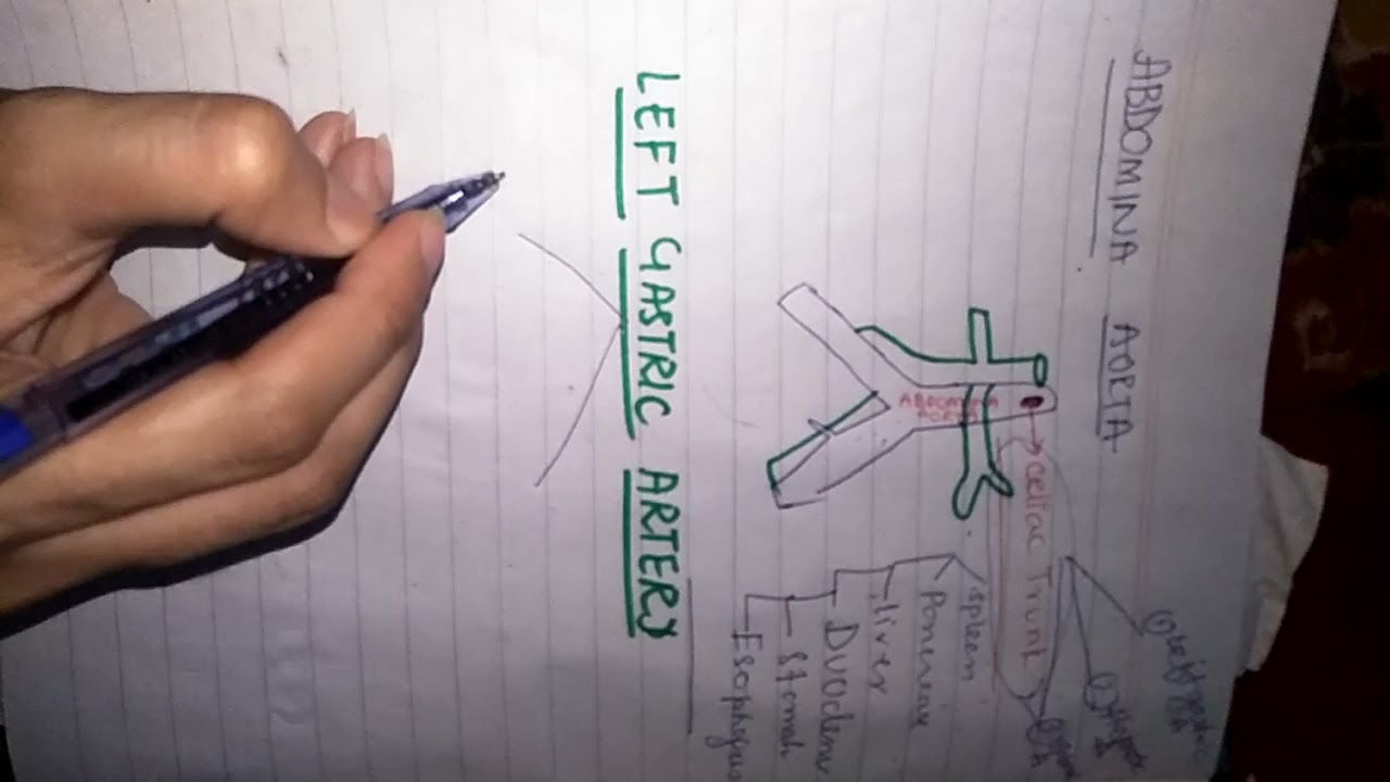 LEFT GASTRIC ARTERY Branches of Celiac Trunk Anatomy, part 2 in simple way.