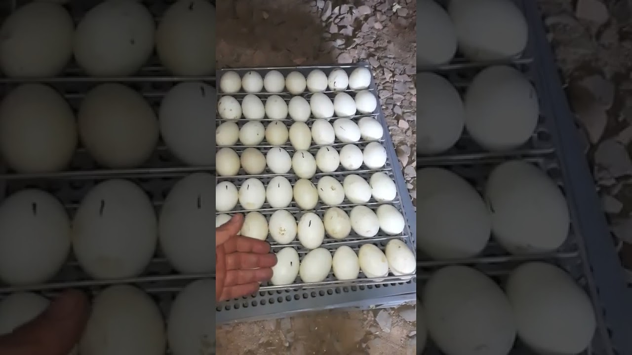تفريخ بيض البط وطريقه التبريد والرش