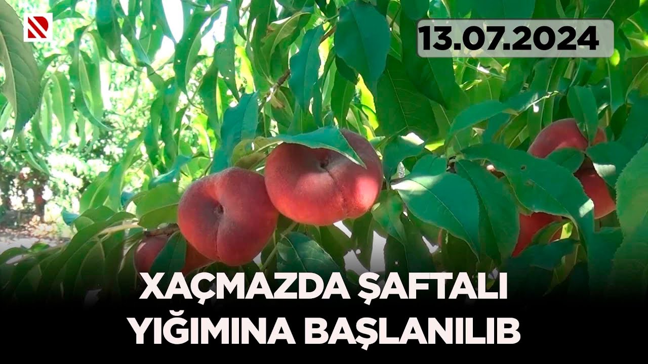 Xaçmazda şaftalı yığımına başlanılıb