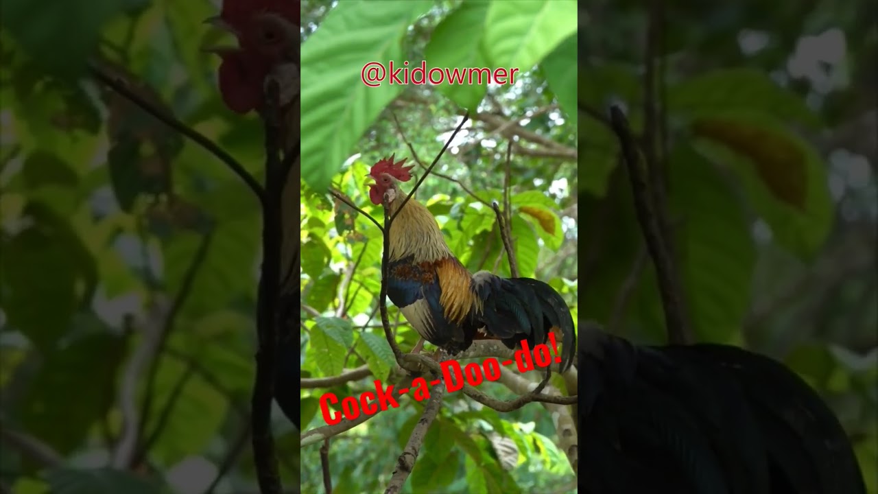 Wild Rooster calling from tree top #shorts