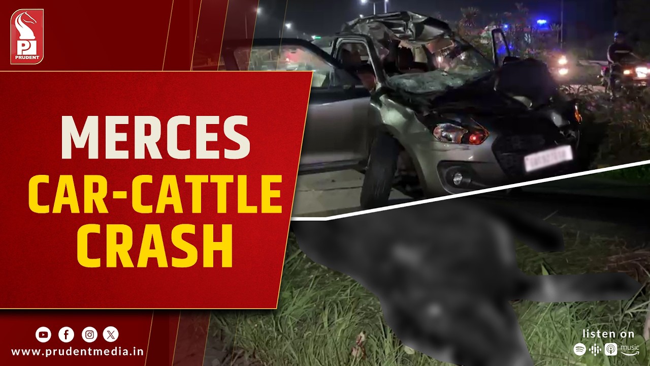 Speeding Car Hits Cow On Bambolim&ndash;Panjim Highway Near Merces Circle