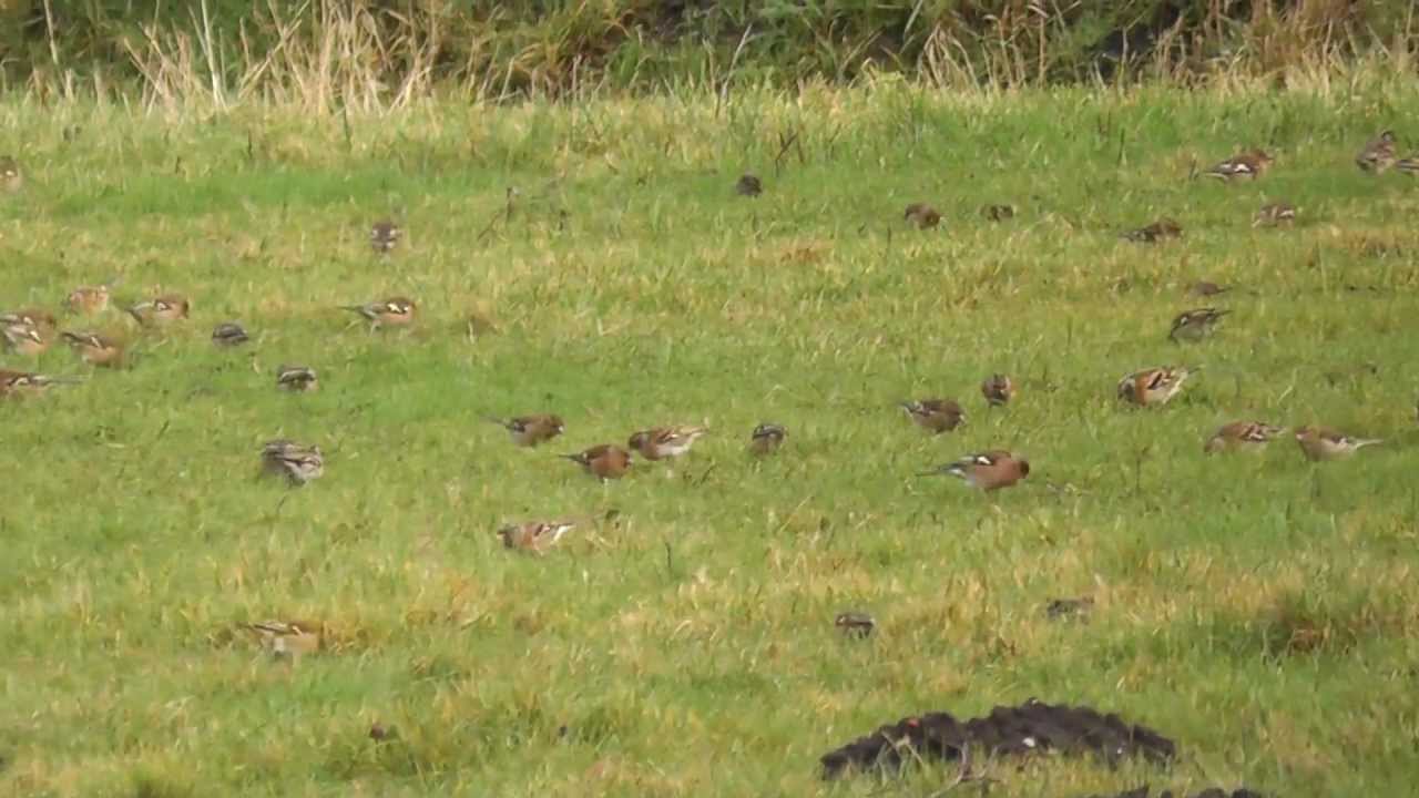 De Onlanden: Kepen en Vinken bij Peizerwold, januari 2013