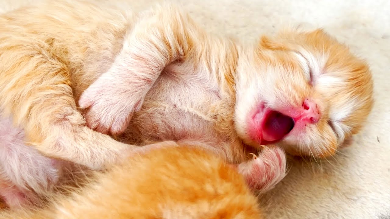 Мама кошка не хочет кормить одного котенка. Котята зевают.