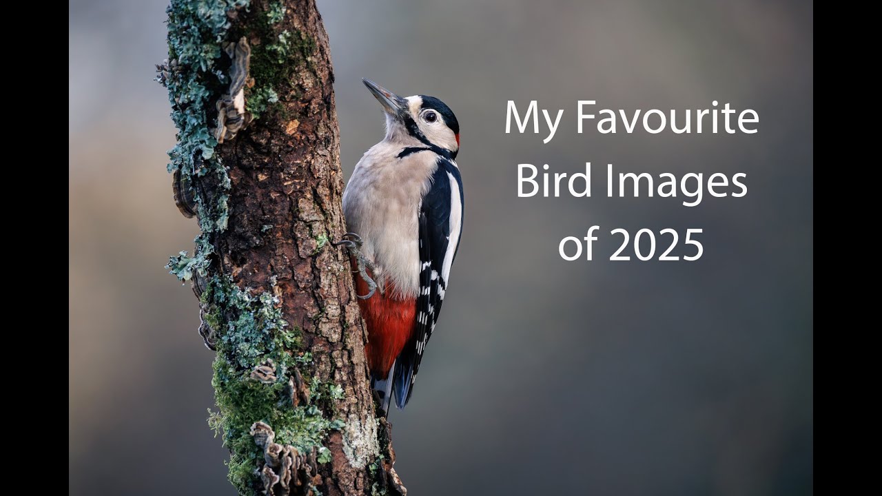 My Favourite Bird Images 2025