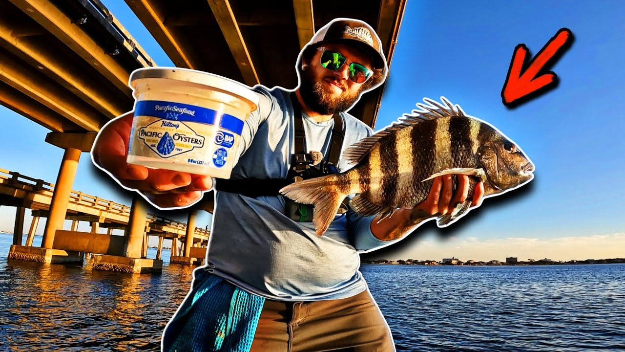Can You Catch Sheepshead on StoreBought Oysters? | *Sheepshead Fishing With Oysters*