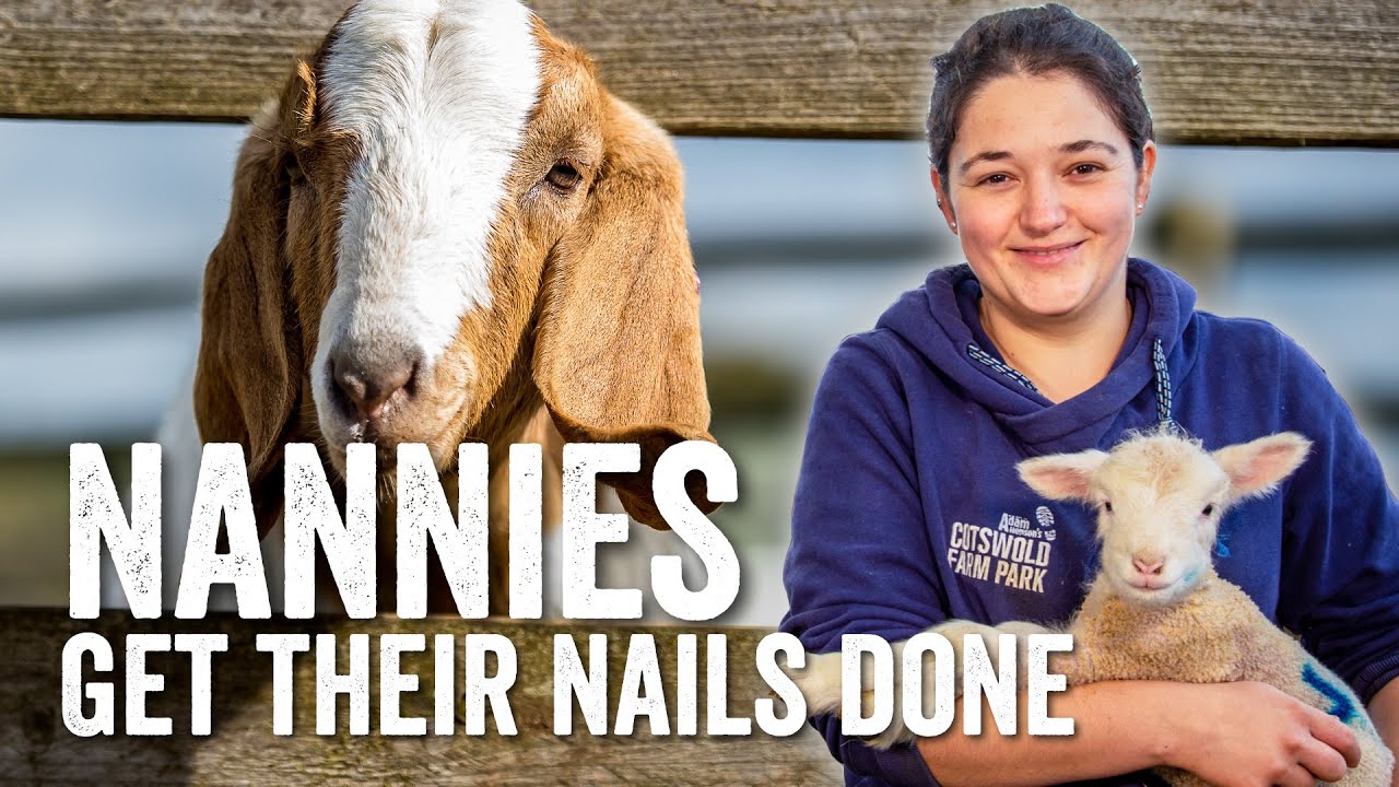 Adam Henson's Farm Diaries - Fridays with Fran - Ep22 - Nannies need their Nails done