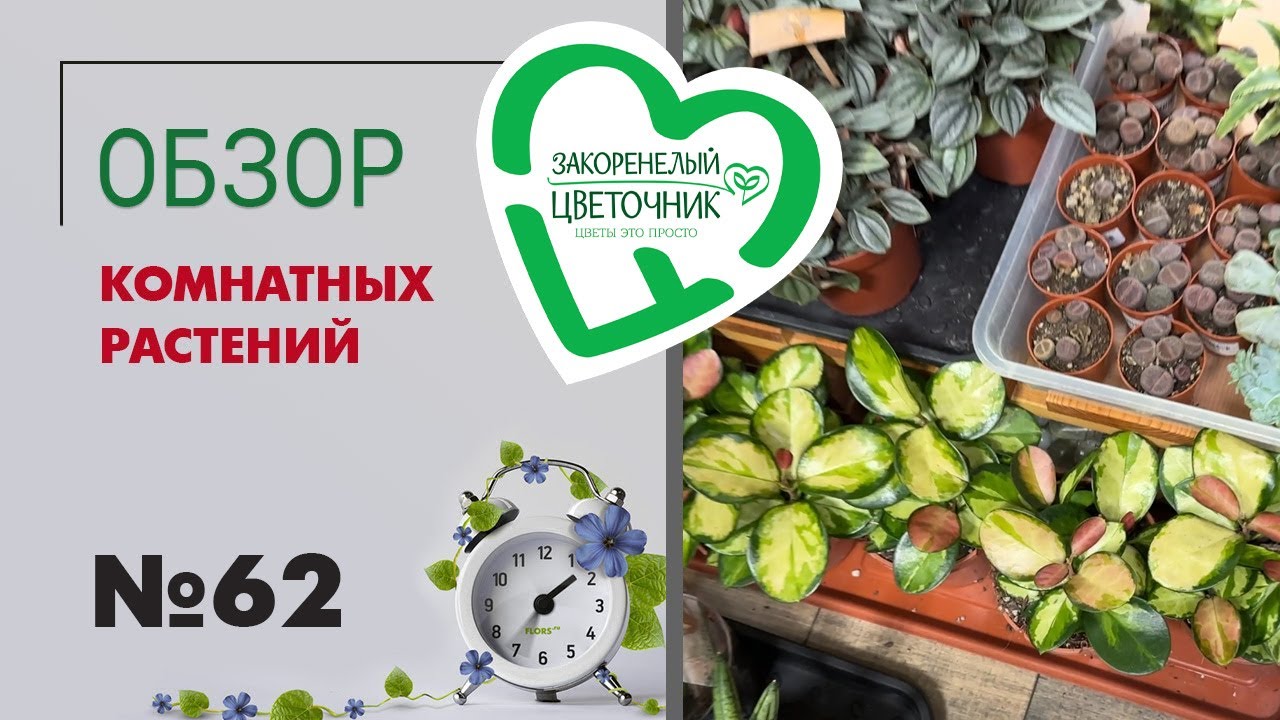#62 Обзор новой поставки комнатных растений | Селагинела, мирт, папоротники, шлюмбергера, крестовник