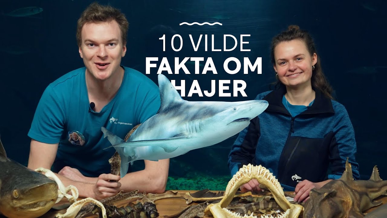 10 vilde fakta om hajer │ Vilde hajfakta