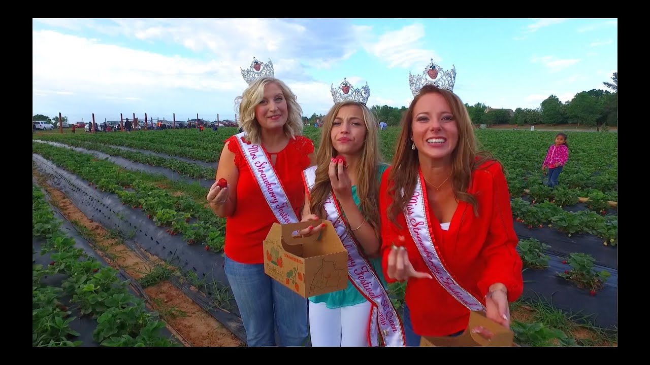 Picking Strawberries In Fort Mill
