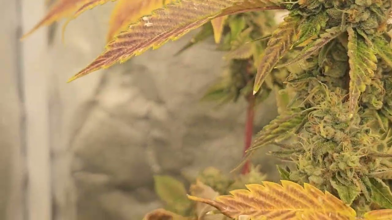 Fire og kush all organic  🔥 in a 5x5 tent 9.5 weeks