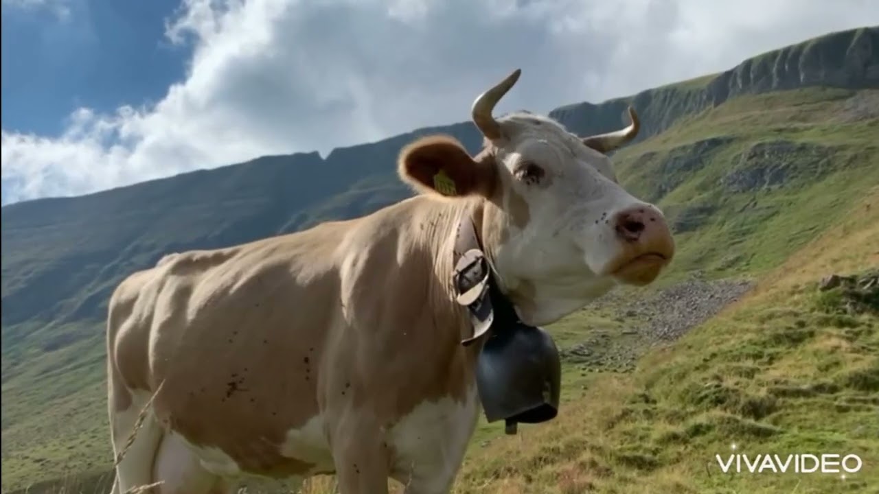 Alpsommer 2022, Bussalp, Grindelwald BE, Switzerland