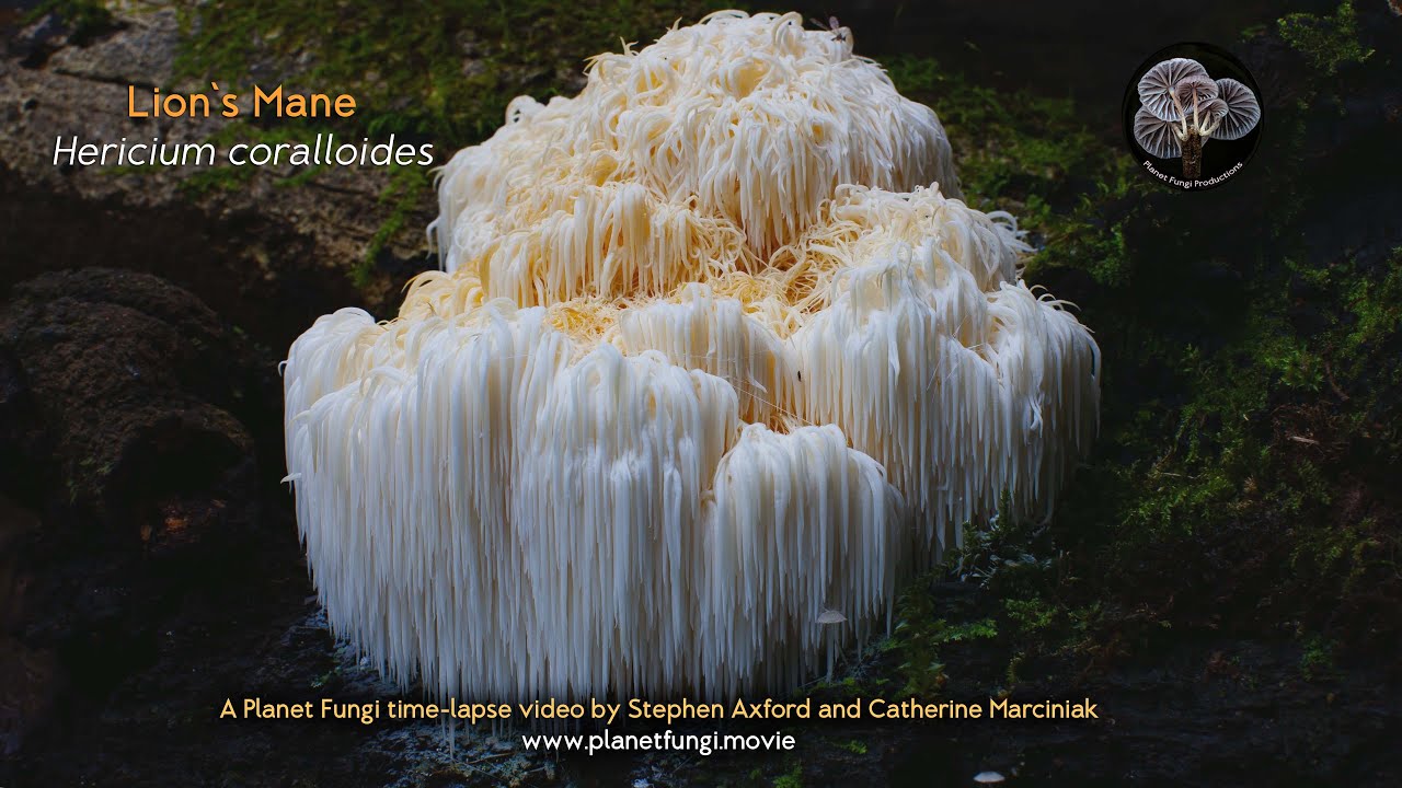 Birth and death of a Lion's Mane mushroom