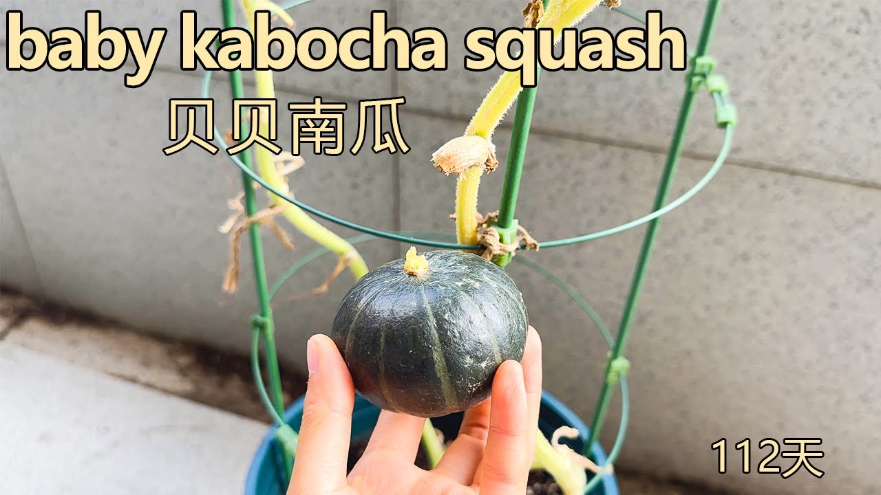 如何种出甜美贝贝南瓜｜seed to harvest 完整步骤