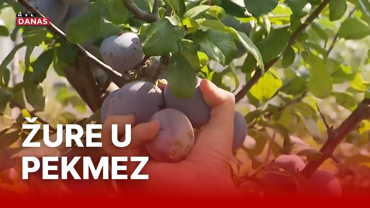Trk po šljive! Ove godine su uranile i s obzirom na cijenu - mogle bi brzo nestati | RTL Danas