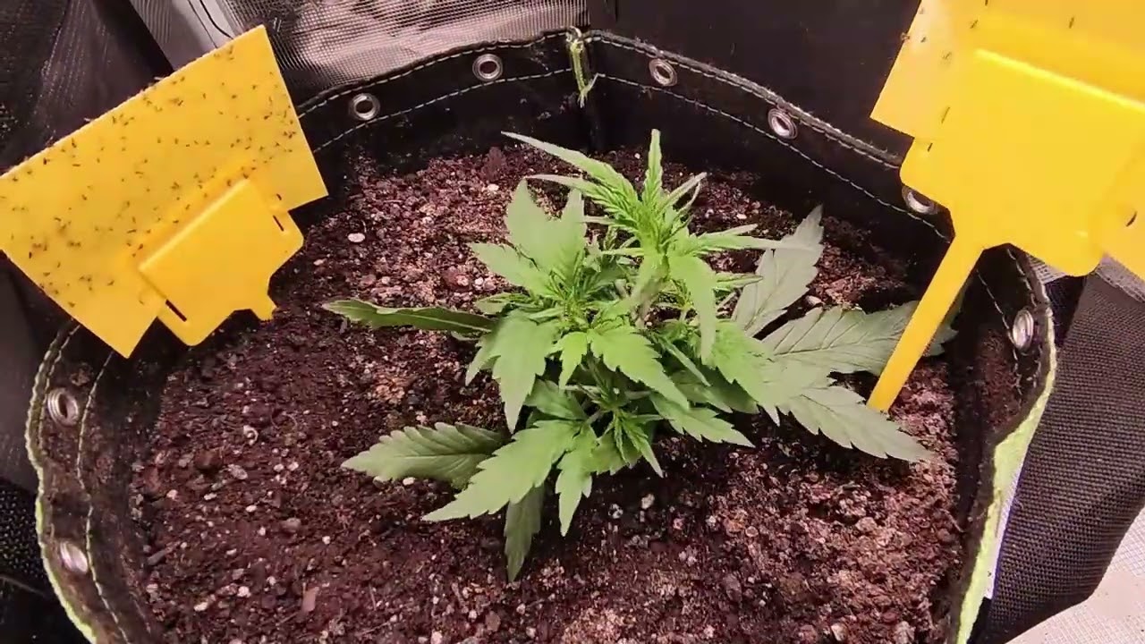 FastBuds42 - Banana Purple Punch Auto - 10 Weeks Timelapes