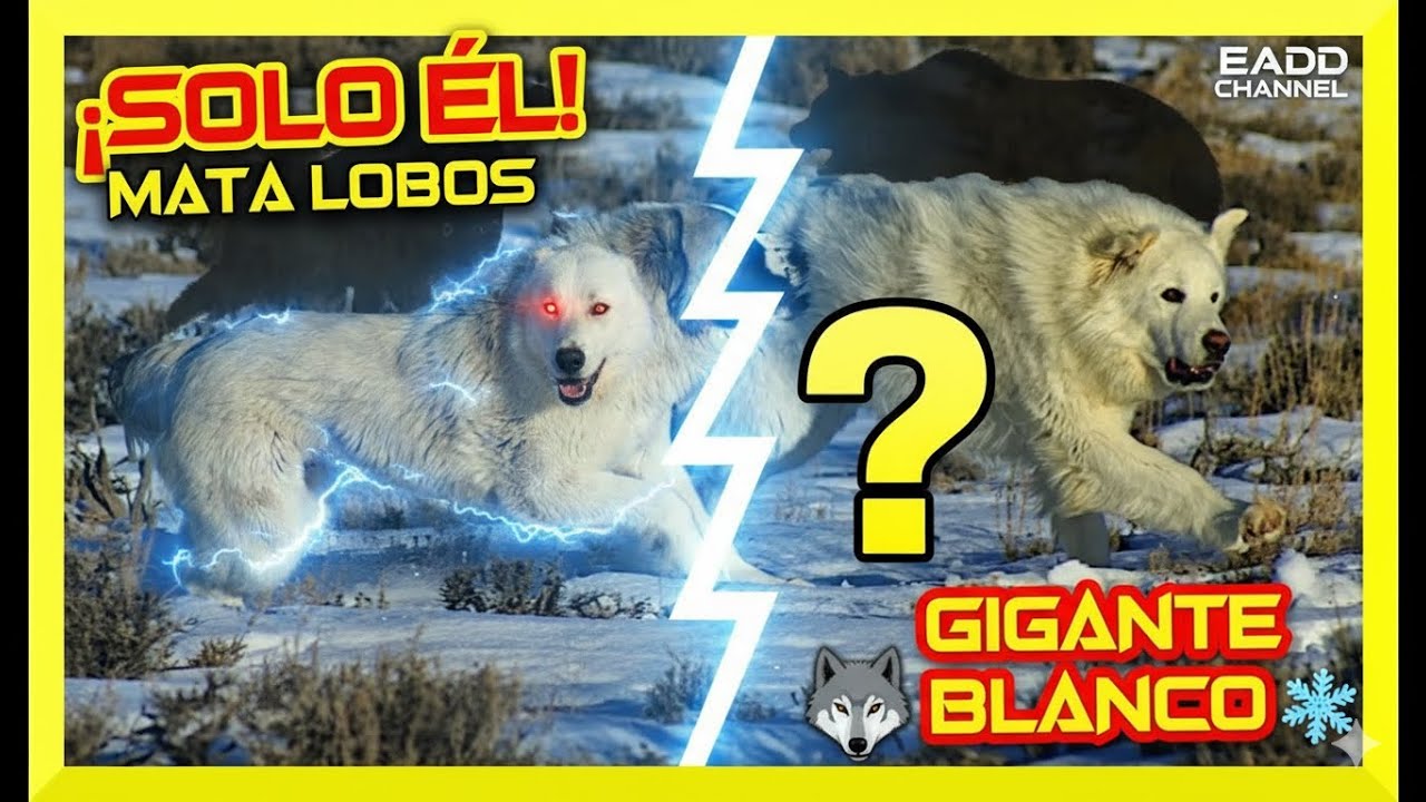 🥶 El GIGANTE Blanco: AKBASH | ¿La ÚNICA Raza que DESAFÍA a Lobos y Osos en Solitario? 🤯