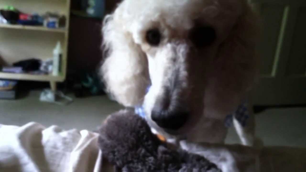 Poodle barking and growling