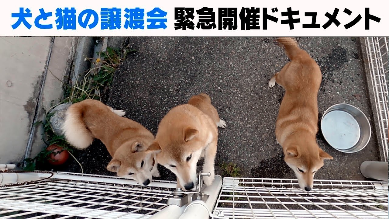 富山市保健所「犬と猫の譲渡会」の舞台裏