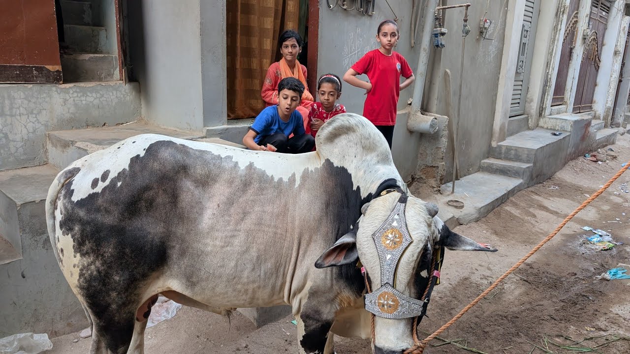 Cow agi bachy bht khush sare 👍😂😂🐂❤️#cow #viralvideo #qurbanvlogs #video #qurbani2025