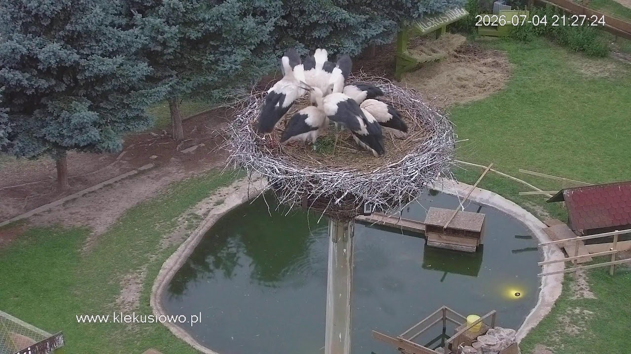 Bocian na żywo -Kamera 1