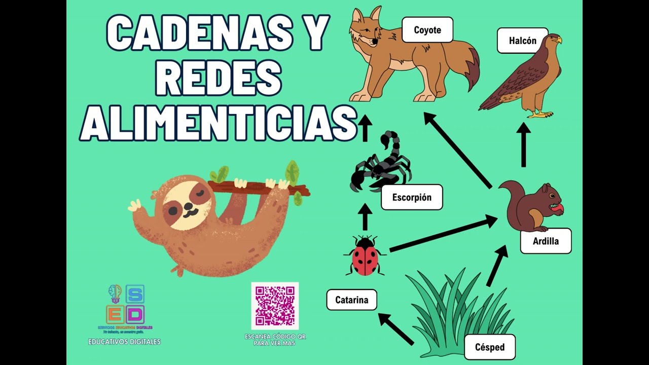 CADENAS Y REDES ALIMENTICIAS