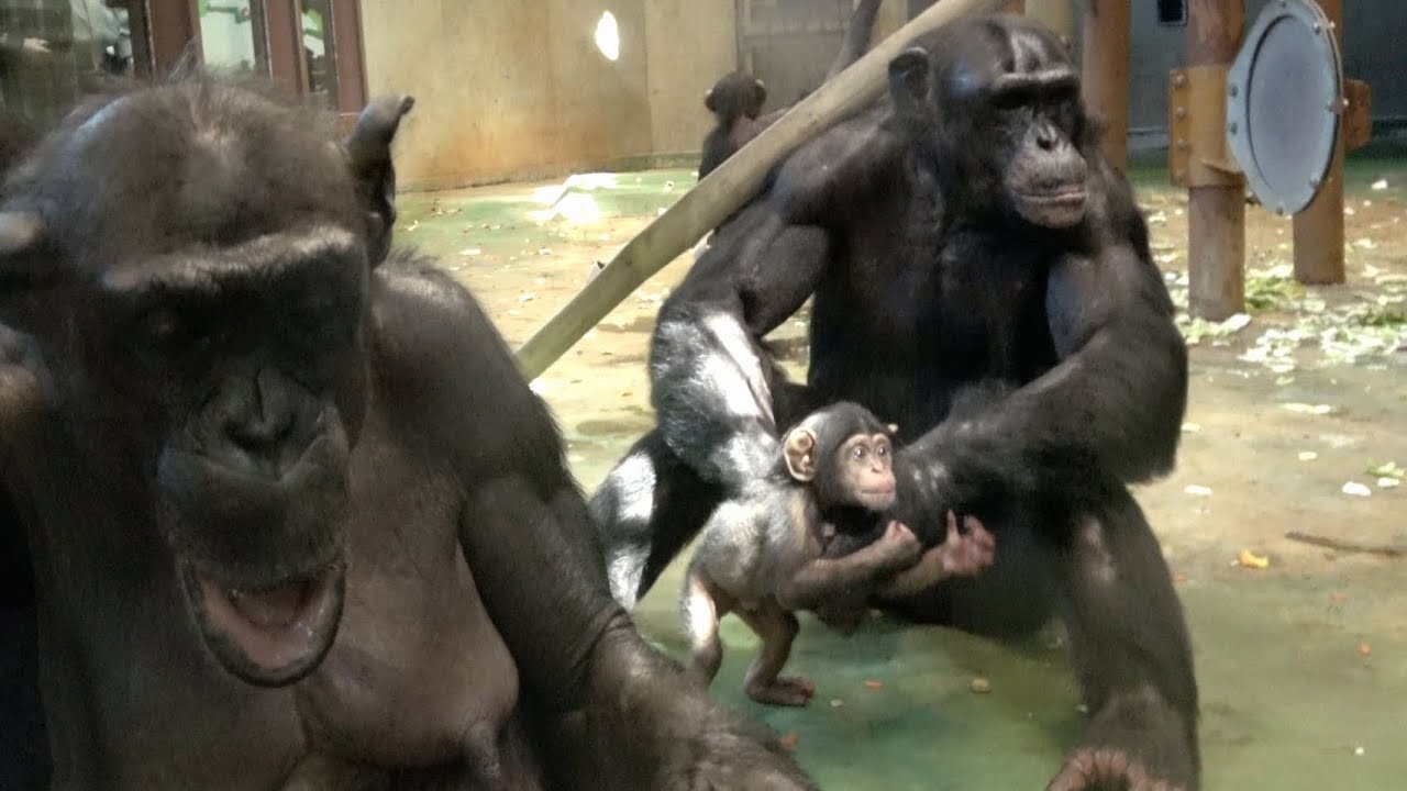 5-①MAMA, NEVER LET ME GO/Boss Kyaro's Cymbal Display 奇跡のあかちゃん Chimpanzee Asahiyma Zoo