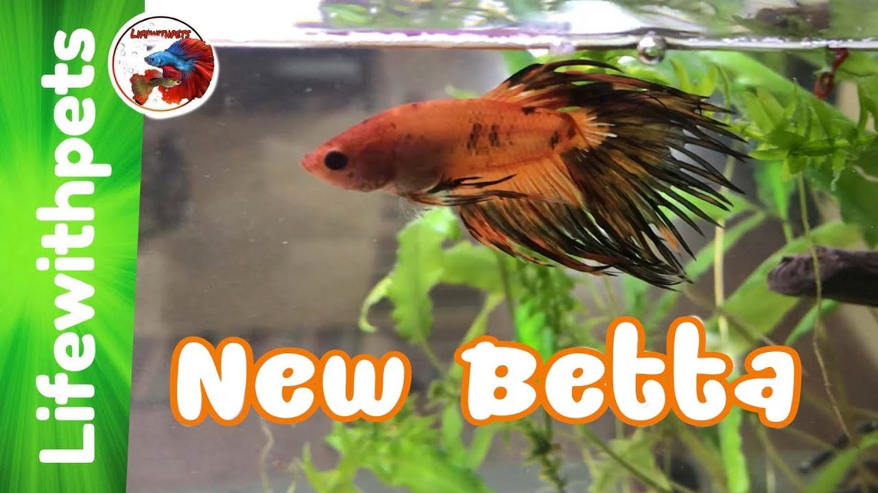 Unboxing a STUNNING new Betta Fish