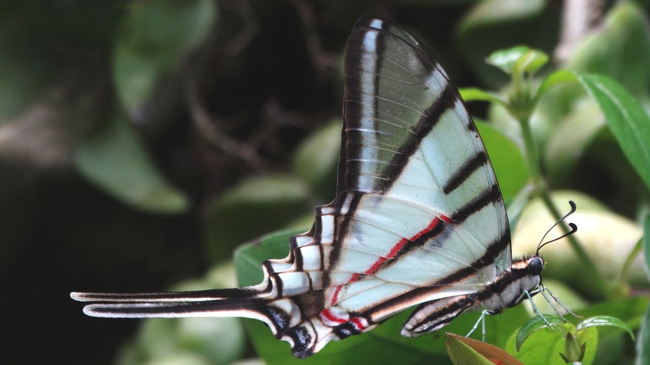 Butterfly Rainforest Moment: Mexican Kite Swallowtail