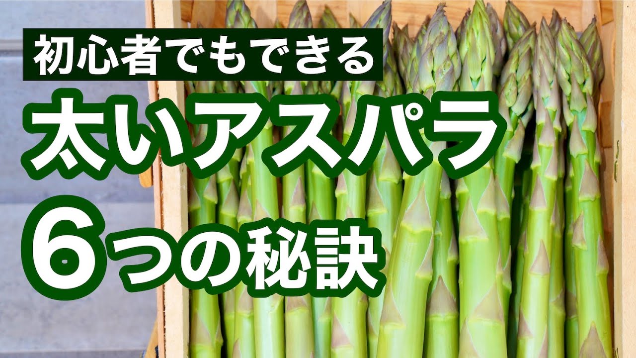 【初心者農家でもできる！】太いアスパラガスを育てる6つの秘訣