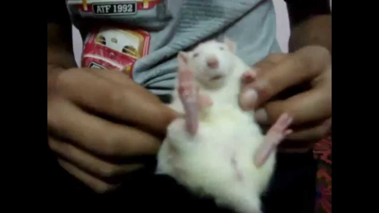 Pet Rats - The best pet on earth! (This one will make you feel like aaawwwww :))
